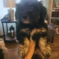 Doug, a male Maltipoo and Bichpoo for sale in Grand Rapids, MI – 5 of 8
