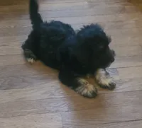 Doug, a male Maltipoo and Bichpoo for sale in Grand Rapids, MI – 4 of 8