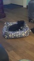 Nugget, a male Maltipoo for sale in Grand Rapids, MI – 2 of 3