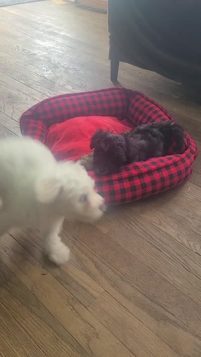 Doug, a male Maltipoo and Bichpoo for sale in Grand Rapids, MI – 2 of 8