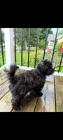 Scooby, a male Maltipoo for sale in Grand Rapids, MI – 2 of 2