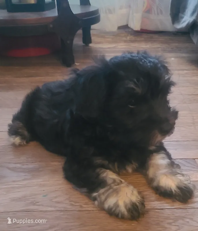 Doug – Maltipoo, Bichpoo puppy for sale in Grand Rapids, MI