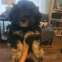 Doug, a male Maltipoo and Bichpoo for sale in Grand Rapids, MI – 7 of 8