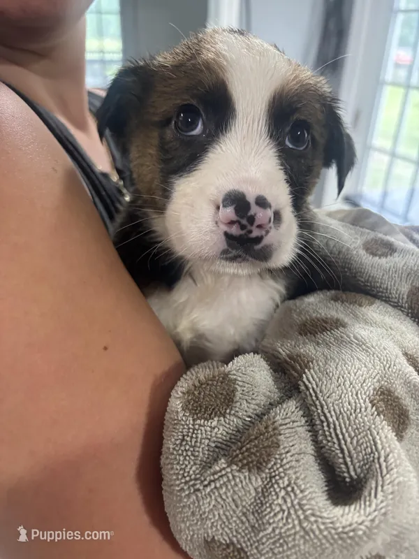 Australian Shepherd/ German Shepherd – Australian Shepherd, German Shepherd Dog puppy for sale in Richmond, VA