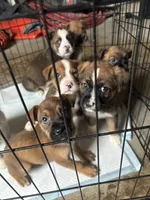 Australian Shepherd/ German Shepherd, a female Australian Shepherd and German Shepherd Dog for sale in Richmond, VA – Photo 2 of 6