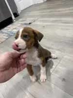 Australian Shepherd/ German Shepherd, a female Australian Shepherd and German Shepherd Dog for sale in Richmond, VA – Photo 3 of 6