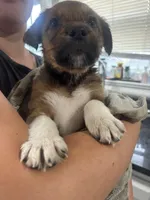 Australian Shepherd/ German Shepherd, a female Australian Shepherd and German Shepherd Dog for sale in Richmond, VA – Photo 4 of 6