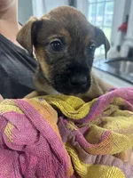 Australian Shepherd/ German Shepherd, a female Australian Shepherd and German Shepherd Dog for sale in Richmond, VA – Photo 6 of 6