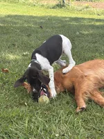 Pricillia, a female German Shorthaired Pointer for sale in Pleasant Lake, IN – 3 of 7