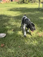 Presley, a female German Shorthaired Pointer for sale in Pleasant Lake, IN – 3 of 8