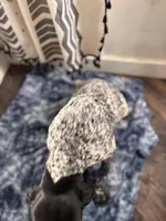 Stone , a male German Shorthaired Pointer for sale in Pleasant Lake, IN – Photo 4 of 6