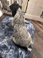 Stone , a male German Shorthaired Pointer for sale in Pleasant Lake, IN – Photo 6 of 6