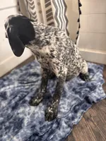 Stone , a male German Shorthaired Pointer for sale in Pleasant Lake, IN – Photo 5 of 6