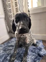 Stone , a male German Shorthaired Pointer for sale in Pleasant Lake, IN – Photo 2 of 6