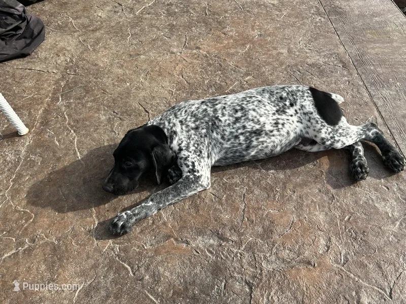Stone  – German Shorthaired Pointer puppy for sale in Pleasant Lake, IN