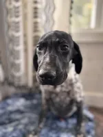 Stone , a male German Shorthaired Pointer for sale in Pleasant Lake, IN – Photo 1 of 6