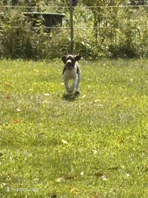 Pricillia – German Shorthaired Pointer puppy for sale in Pleasant Lake, IN
