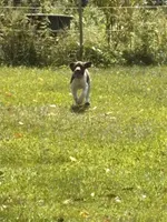Pricillia, a female German Shorthaired Pointer for sale in Pleasant Lake, IN – 1 of 7