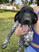 Presley, a female German Shorthaired Pointer for sale in Pleasant Lake, IN – 5 of 8