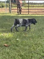 Presley, a female German Shorthaired Pointer for sale in Pleasant Lake, IN – 2 of 8