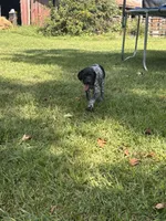 Presley, a female German Shorthaired Pointer for sale in Pleasant Lake, IN – 8 of 8