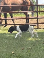 Pricillia, a female German Shorthaired Pointer for sale in Pleasant Lake, IN – 2 of 7