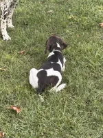 Pricillia, a female German Shorthaired Pointer for sale in Pleasant Lake, IN – 5 of 7