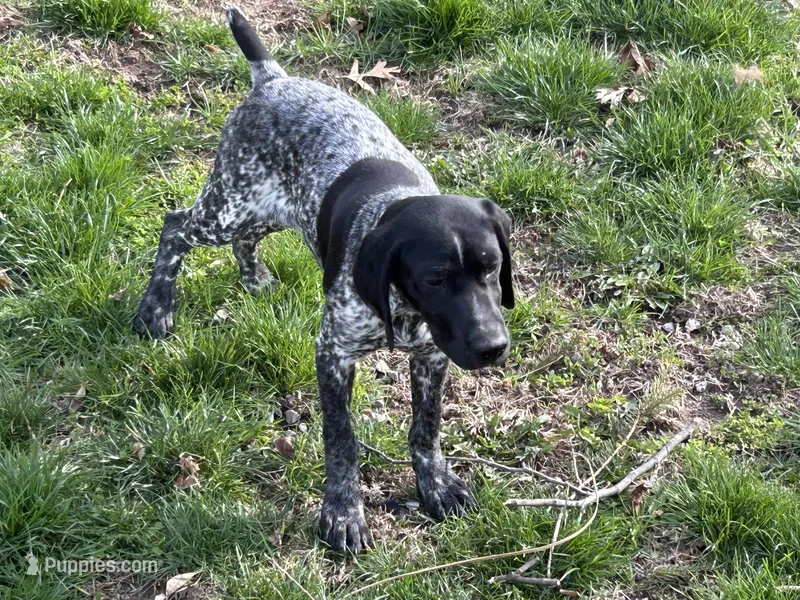 Letty – German Shorthaired Pointer puppy for sale in Pleasant Lake, IN