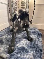 Letty, a female German Shorthaired Pointer for sale in Pleasant Lake, IN – Photo 3 of 6