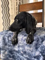 Letty, a female German Shorthaired Pointer for sale in Pleasant Lake, IN – Photo 4 of 6