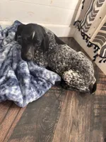 Letty, a female German Shorthaired Pointer for sale in Pleasant Lake, IN – Photo 5 of 6