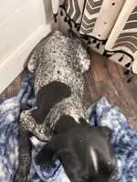 Letty, a female German Shorthaired Pointer for sale in Pleasant Lake, IN – Photo 2 of 6