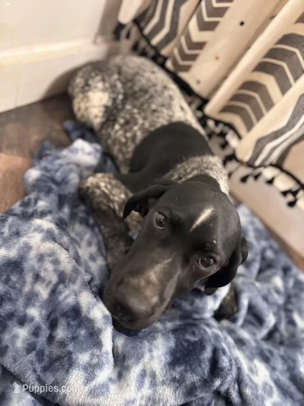 Letty – German Shorthaired Pointer puppy for sale in Pleasant Lake, IN
