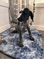 Letty, a female German Shorthaired Pointer for sale in Pleasant Lake, IN – Photo 6 of 6