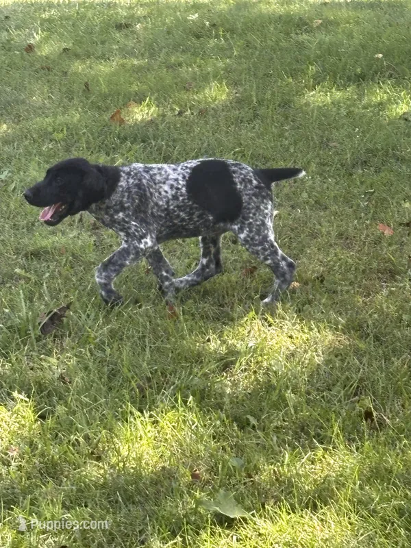 Presley – German Shorthaired Pointer puppy for sale in Pleasant Lake, IN
