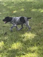 Presley, a female German Shorthaired Pointer for sale in Pleasant Lake, IN – 1 of 8