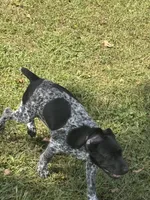 Presley, a female German Shorthaired Pointer for sale in Pleasant Lake, IN – 6 of 8