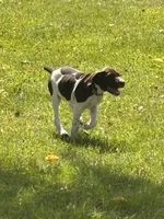 Pricillia, a female German Shorthaired Pointer for sale in Pleasant Lake, IN – 7 of 7