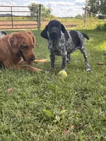 Presley, a female German Shorthaired Pointer for sale in Pleasant Lake, IN – 4 of 8