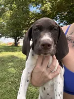 Pricillia, a female German Shorthaired Pointer for sale in Pleasant Lake, IN – 6 of 7