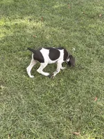 Pricillia, a female German Shorthaired Pointer for sale in Pleasant Lake, IN – 4 of 7