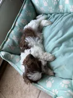 Jackson , a male Shih Tzu for sale in Chesapeake, VA – 5 of 5