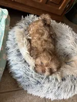 Susie, a female Shih Tzu for sale in Chesapeake, VA – 3 of 4