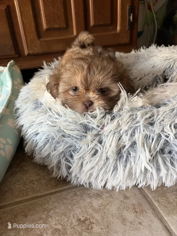 Susie – Shih Tzu puppy for sale in Chesapeake, VA