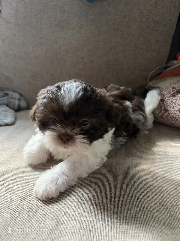 Luna – Shih Tzu puppy for sale in Chesapeake, VA