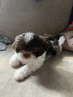 Luna, a female Shih Tzu for sale in Chesapeake, VA – 1 of 5