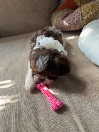 Luna, a female Shih Tzu for sale in Chesapeake, VA – 5 of 5