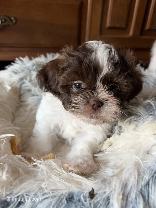 Max – Shih Tzu puppy for sale in Chesapeake, VA