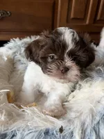 Max, a male Shih Tzu for sale in Chesapeake, VA – 1 of 5