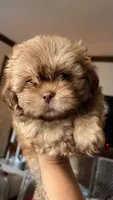 Chonklate, a male Shih Tzu for sale in Chesapeake, VA – 3 of 5